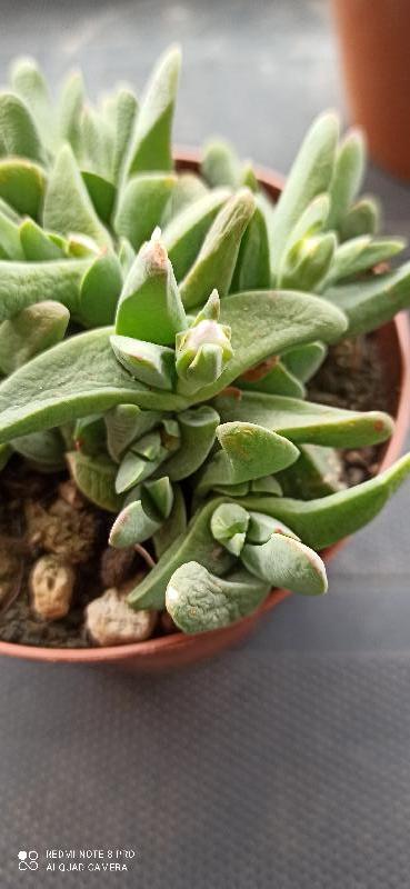 Gibbaeum.jpg